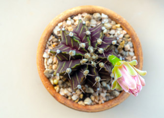 Obraz na płótnie Canvas Bud of Gymnocalycium Cactus flower