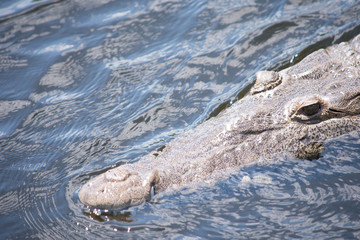 Cayman swimming on the water, close-up, Jamaica