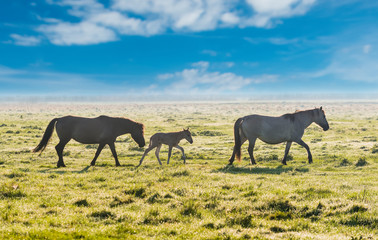 Fototapeta na wymiar Semi wild horses on the meadow.