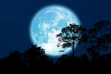 Papier Peint photo Lavable Pleine lune Full Buck Moon retour arbres silhouette dans le champ