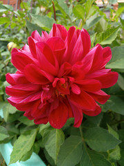 big flower of red dahlia