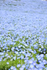 Obraz na płótnie Canvas blue flowers - nemophila around there