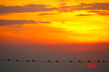 sunset back on silhouette dark red orange evening cloud on the sky and bird on power electric line
