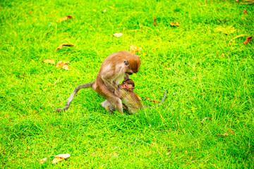 The monkeys live together as a family, warm and happy and protect
