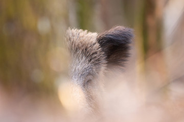 portrait de sanglier 