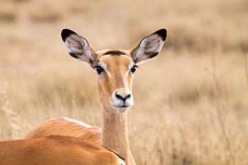 Naklejka na ściany i meble Antelope close up. Serengeti National Park, Tanzania, Africa