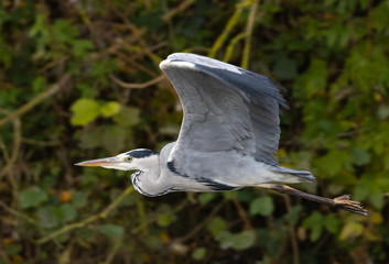 Grey heron in flight