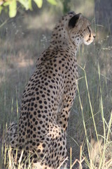 Cheetah