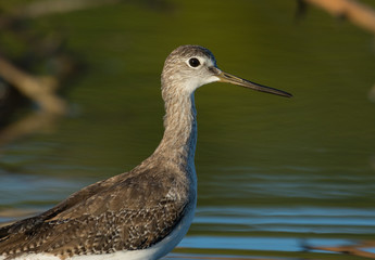 Greater Yellowlegs close up