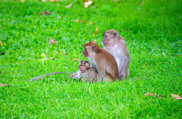 The monkeys live together as a family, warm and happy and protect