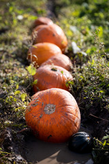 A row of pumpkins in a waterlogged field