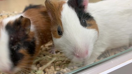 Obraz premium Two cute adorable guinea pigs in a cage at pet shop, they sniffing the air and running