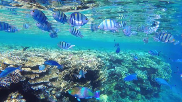 Colorful Tropical Coral Reefs. Picture of a beautiful underwater colorful fishes Sergeant Major (Abudefuf saxatilis) with corals. 60fps, UHD