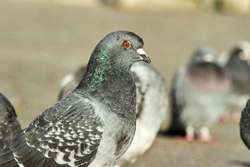 Portrait of a gray pigeon in Poland.