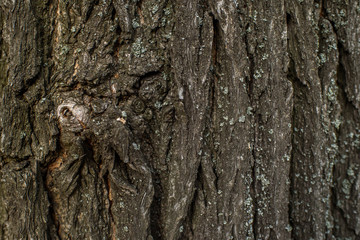 Bark of old autumn trees. Texture. Background.