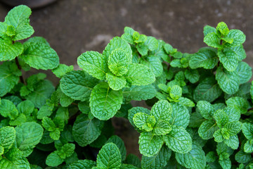 fresh mint leaves in the garden © tendo23