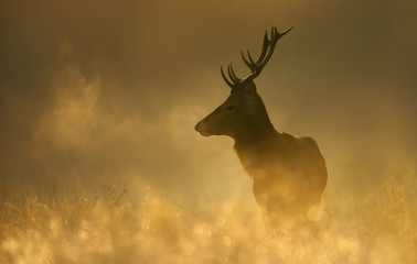 Red Deer stag during rutting season with breath condensing at dawn