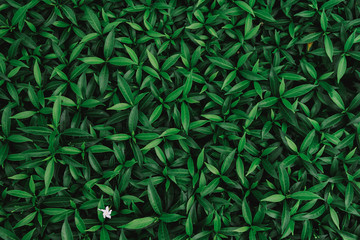 background with green leaves