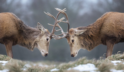 Red deer stags fighting in winter - Powered by Adobe