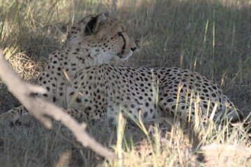 Naklejka premium Cheetah