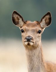 Portrait of red deer hind eating grass blade