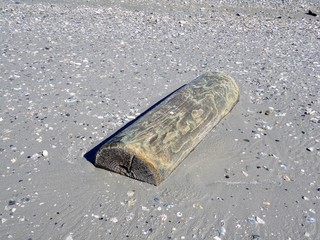 Drift wood half buried in the beach sand