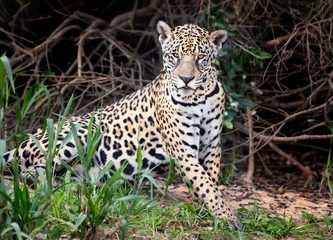 Naklejka na ściany i meble Close up of a Jaguar on a river bank