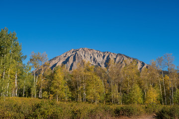 Low angle landscape of aspen trees and a mountain in autumn along Kebler Pass in Colorado