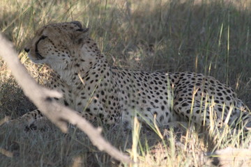 Cheetah