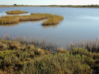 Grassy wetlands