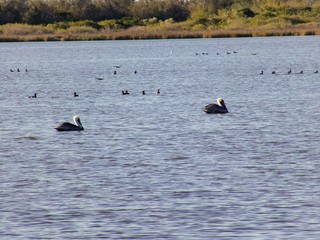 Water birds in the wetlands