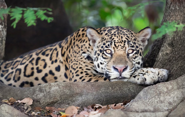 Close up of a Jaguar lying on a tree