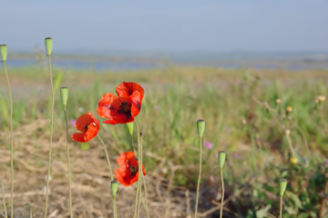 Red poppy