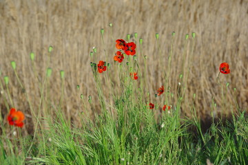 Red poppy