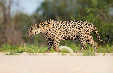 Jaguar walking along the river bank