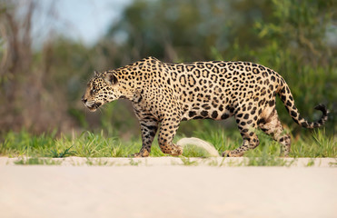 Obraz premium Jaguar walking along the river bank