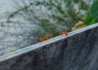 The life of ants
