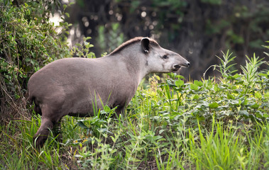 South american tapir walking in grass