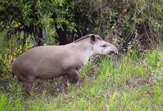South american tapir walking in grass