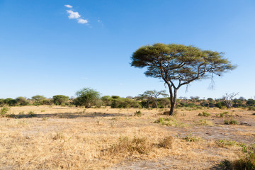 Fototapeta na wymiar Tarangire National Park landscape, Tanzania, Africa