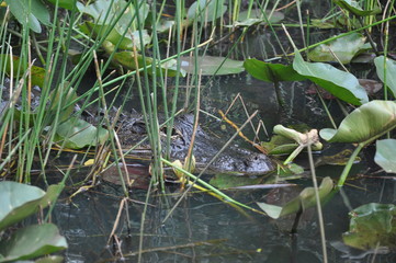 Camouflage Alligator
