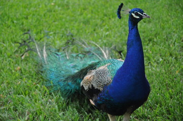 Peacock