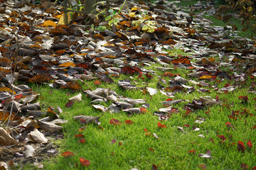 autumn landscape - fallen, withered leaves on the garden lawn