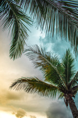 Plakat palm tree on background of blue sky