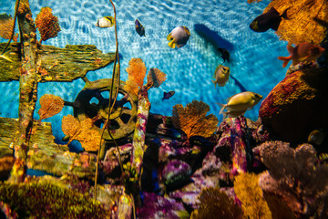 Colorful coral reef and sea fish underwater