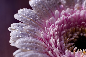 closeup of a flower with water drops