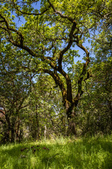 Fototapeta na wymiar Old oak tree with mossy bark and twisting branches stands over green lush fresh grass