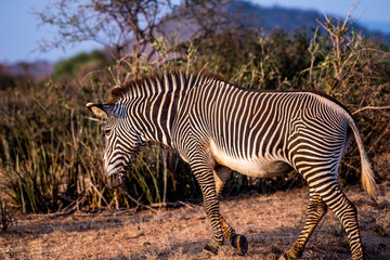 zebra in africa