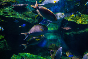 Naklejka na ściany i meble Colorful coral reef and sea fish underwater