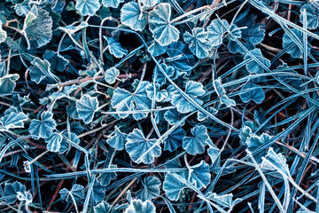 beautiful natural background top view of grass covered white cold crystals frost in frosty autumn morning